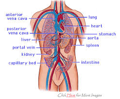 A labeled heart diagram helps you understand the structure of human heart, which the function of heart is quite complex, but you can understand things better through the heart diagram labeled below. Axial Artery And Vein Structure Of Human Body