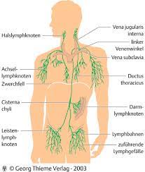 Das anatomische poster das lymphsystem des menschen zeigt die verschiedenen lymphbahnen im körper und zeigt zusätzlich die lymphknoten und ihre abflusswege an den verschiedenen körperstellen. Das Lymphsystem Die Kanalisation Unseres Korpers Naturheilkunde Gesundheitsbrief