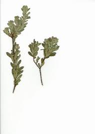 Image result for Clutia monticola