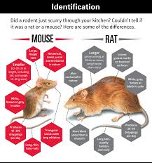 Differences Between Rats And Mice Pet Rats Norway Rat Rodent Repellent