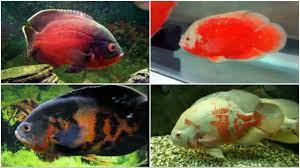 12 Different Types Of Oscar Fish Oscar Fish Fish Fish Breeding