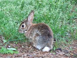 Maybe you would like to learn more about one of these? Cilantro Love It Or Hate It And How To Grow It Page 2 Of 2 The Farm In My Yard
