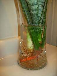 Working That Tongue Mother In Law Tongue Tongue Sansevieria