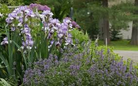 11 Garden Ideas To Steal From Martha Stewart Gardenista Spanish Bluebells Garden Design Daffodil Gardening