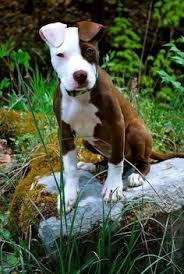 Within our partnership, the shelters commit to us by removing our sponsored dogs from the possibility of being euthanized. 150 Pit Bulls Villalobos Rescue Center Ideas Villalobos Rescue Center Pit Bulls Parolees Pitbulls