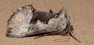 Image result for Syngrapha parilis