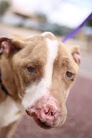 A quick internet search of adoption in phoenix brings a plethora of information including contact information for over … if you are planning on adopting a baby in phoenix, arizona, you will find the adoption being subject … Little Lotus Rescue Sanctuary