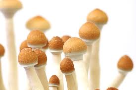 7 mind-bending facts about magic mushrooms | MNN - Mother Nature ...