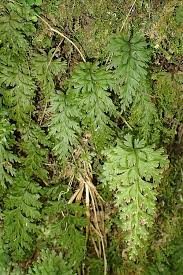 Image result for Hymenophyllum capillare