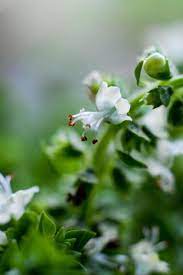 But, another consideration in a small garden is sunlight. Basil Blossom Fruit Garden Basil Plant Tiny White Flowers