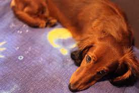 Check spelling or type a new query. How To Train Your Dog To Not Pee At Night Wag
