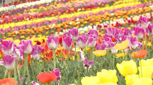 Gartenfans haben sich das wochenende 24. Fruhlingsblumen Ratsel Bunte Tulpen Naturlich Oder Gezuchtet Radiomikro Horen Br Kinder Eure Startseite