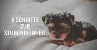 Im alter von sechs monaten sind jedoch die meisten hunde (abgesehen von kleineren unfällen) stubenrein. In 6 Schritten Zur Stubenreinheit Ulrike Seumel Dog It Right