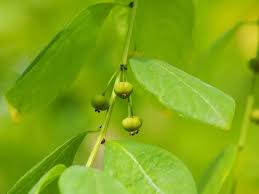 Image result for Seddera suffruticosa