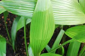 Image result for Curculigo