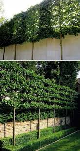 We did not find results for: Hugedomains Com Backyard Fences Vertical Garden Plants Townhouse Garden