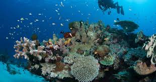 Underwater in minecraft can be dark but due to the bright fluorescent colors of the coral, players should be able to see it really well. 8 Ways To Help Save Coral Reefs