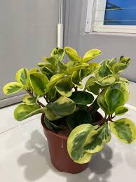 Each indoor plant is handpicked from the greenhouse, carefully packaged, and directly shipped to you! Pepperomia Obtusifolia Variegated Golden Gate Baby Rubberplant Pepper Face Real Plant Pokok Hidup Home Furniture Gardening On Carousell