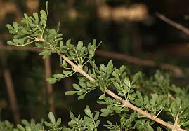 Image result for Rhigozum zambesiacum