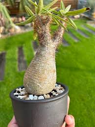 Image result for Xerophyta argentea