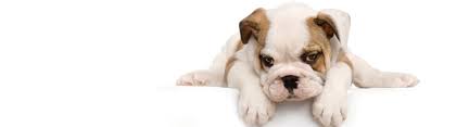 We did not find results for: Veterinarians Sturtevant Wisconsin For Pets Sake Veterinary Clinic
