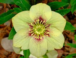 Image result for Jamesbrittenia micrantha