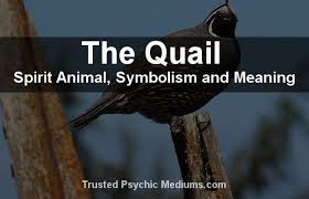 The Quail Spirit Animal Spirit Animal Animal Spirit Guides Spirit Animal Meaning