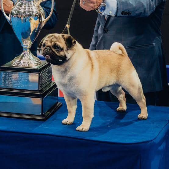 National Dog Show: Vito the pug wins "Best in Show"