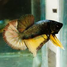 Jual Hiasan Aquarium Ikan Cupang Plakat Yellow Copper 04 Kota Surabaya Zaha1 Tokopedia