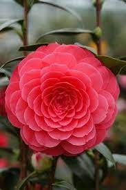 Camellia Elizabeth Weaver Beautiful Flowers Pretty Flowers Beautiful Flower Arrangements