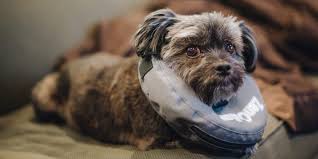 I received quotes from about 10 different pet insurance companies and i felt prudent pet insurance had the best value. The Best Pet Insurance Reviews By Wirecutter