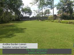 Cari produk tanaman artifical lainnya di tokopedia. Harga Rumput Lapangan Sepak Bola Internasional Andika Garden Lawn Rumput Lapangan Sepak Bola Sepak Bola
