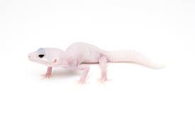 Gecko Leopardo Veja Caracteristicas Tipos E Curiosidades Deste Lagarto Guia Animal