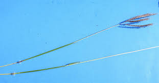 Image result for Elytrophorus spicatus