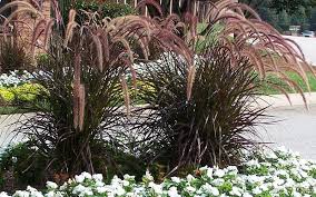 Purple Fountain Grass Picture Gardenality Fountain Grass Ornamental Grasses Landscaping Plants
