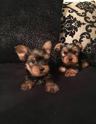 Puppies for sale from dog breeders near colorado. Teacup Yorkie Puppies Available For Sale In Colorado Springs Colorado Classified Americanlisted Com