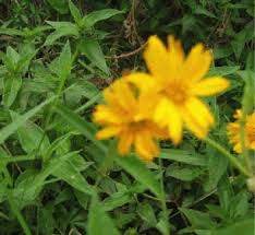 Image result for Aspilia africana