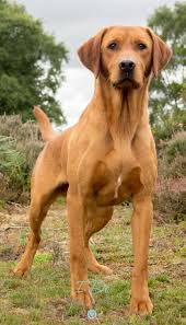 Please Wait Labrador Retriever Fox Red Labrador Labrador Retriever Puppies