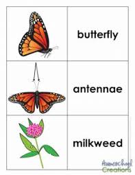 Life cycle coloring pages at getdrawings. Monarch Butterfly Life Cycle Printables