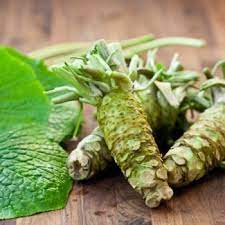 Also what size are your plants? Wasabia Japonica Wasabi Plants