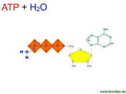 D61 is pulled out by r210 and its proton becomes Atp Die Energiewahrung In Zellen Bioclips De