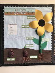 Life Cycle Of A Flower Display Year 1 Ks1 Labelled Flower Classroom Display Flower Display Flower Life Cycle Craft
