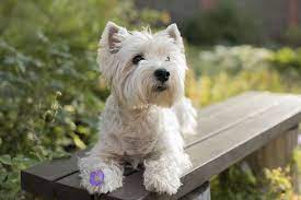 And westie mixes in wisconsin, northern illinois, and eastern minnesota. Westie Rescue Texas Organizations To Remember