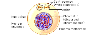 The technical name of this brief interphase between meiosis i and meiosis ii is interkinesis. Cell Division Sutori