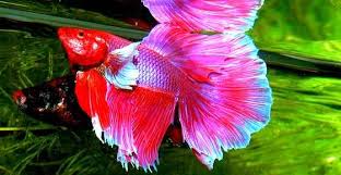 See the album on photobucket. Exotic Cool And Unique Freshwater Aquarium Fish With Pictures