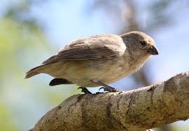 Same as medium ground finch. Identifying Darwin S Finches Galapagos Conservation Trust