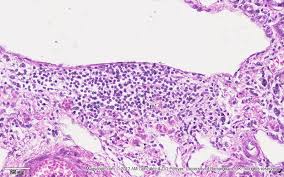 Refer to the diagram at the end of this chapter for the tissue orientation and consult. Histology Slide Download Magscope Com