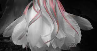 Morning After Night Flowers Plant Photography Beautiful Flowers