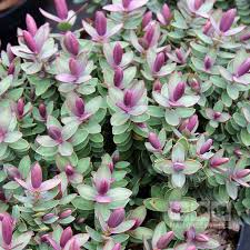 Image result for shrubby veronica hebe