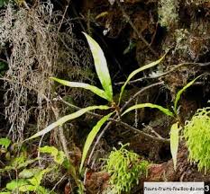 Image result for Oleandra distenta